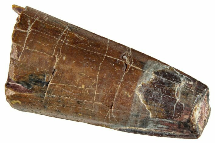 Dinosaur-Eating Crocodile (Sarcosuchus) Tooth - Niger #282077